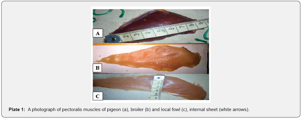 Click here to view Large Plate 1 Archives of Animal & Poultry Sciences