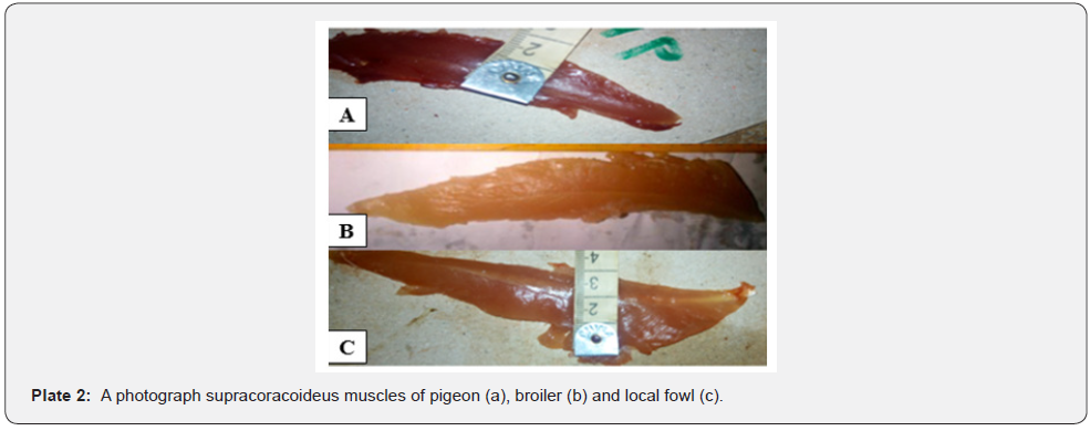 Click here to view Large Plate 2 Archives of Animal & Poultry Sciences