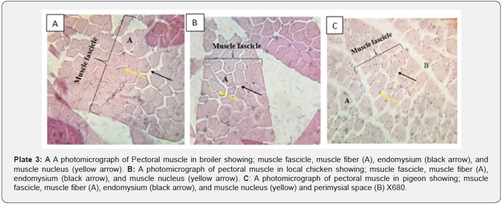Click here to view Large Plate 3 Archives of Animal & Poultry Sciences