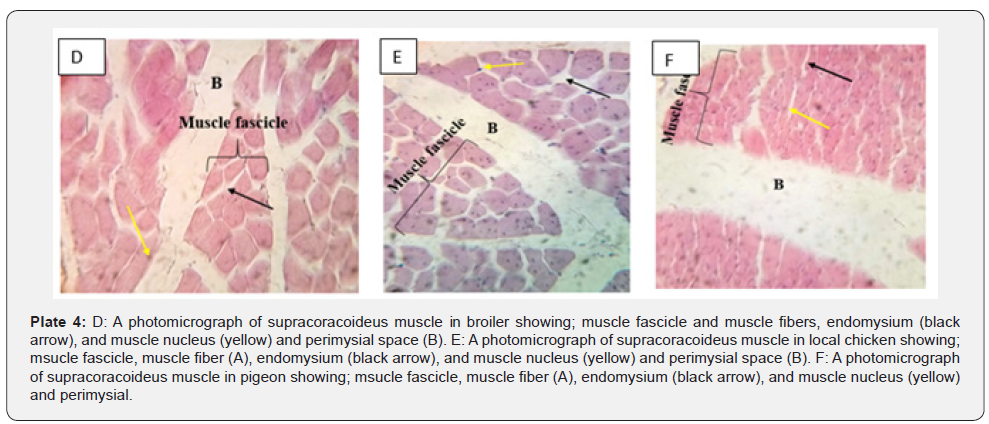 Click here to view Large Plate 4 Archives of Animal & Poultry Sciences