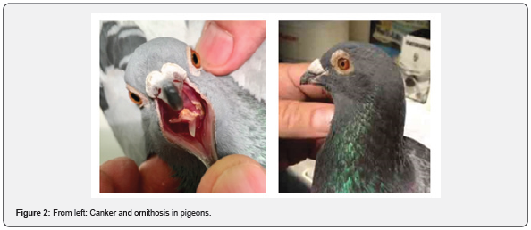 Click here to view Large Table 1 Archives of Animal & Poultry Sciences