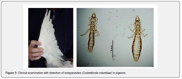 Click here to view Large Table 1 Archives of Animal & Poultry Sciences