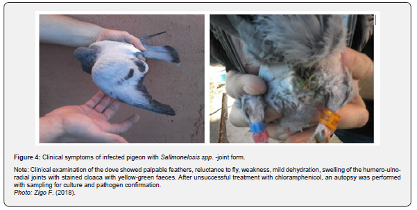 Click here to view Large Table 1 Archives of Animal & Poultry Sciences