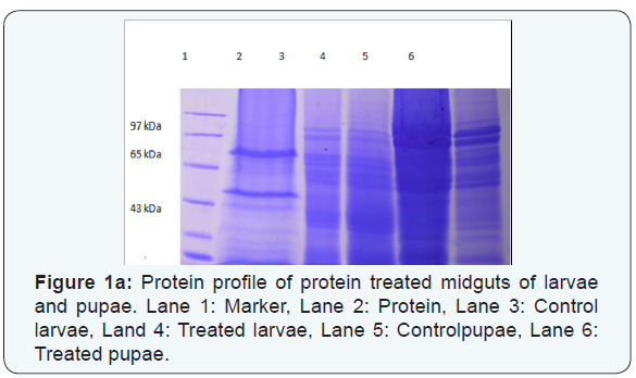 Click here to view Large Figure 1a