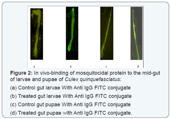 Click here to view Large Figure 2