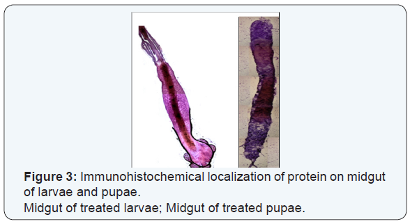 Click here to view Large Figure 3