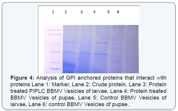 Click here to view Large Figure 4