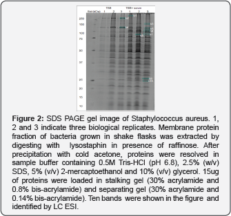 Click here to view Large Figure 2