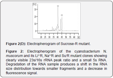 Click here to view Large Figure 6