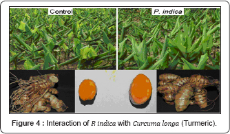 Click here to view Large Figure 4