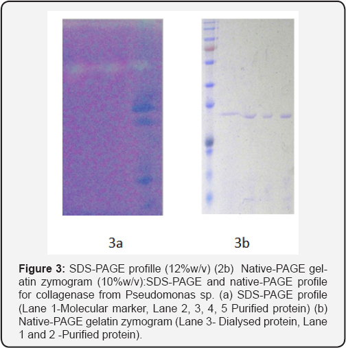 Click here to view Large Figure 3
