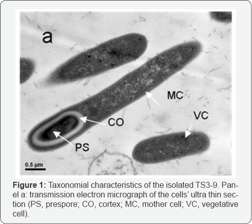 Click here to view Large Figure 1