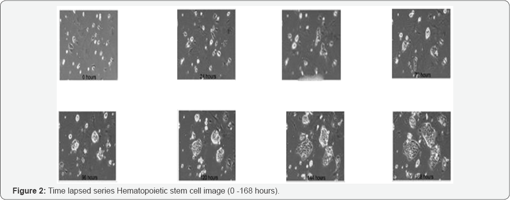 Click here to view Large Figure 2