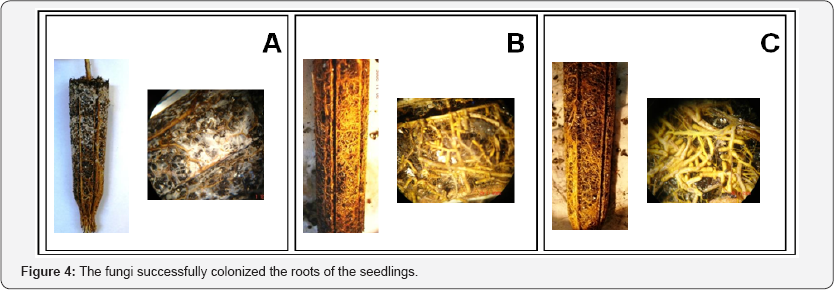 Click here to view Large Figure 4