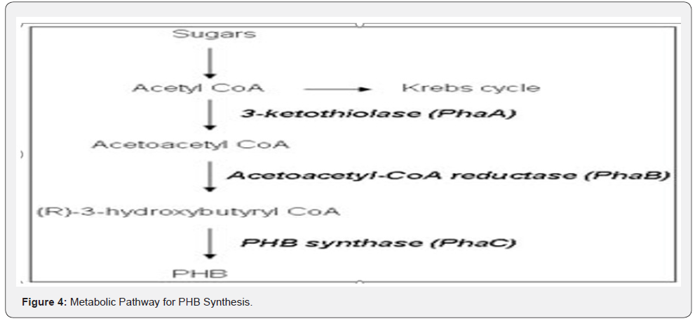 Click here to view Large Figure 4
