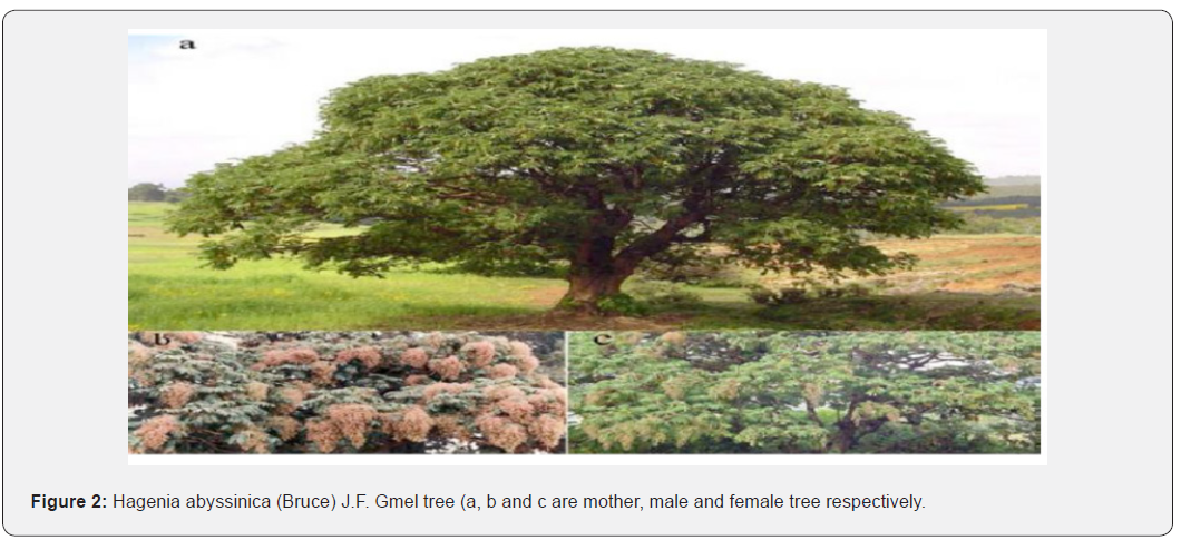 Click here to view Large Figure 2 Advances in Biotechnology & Microbiology