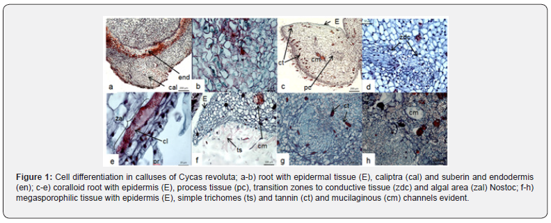 Click here to view Large Figure 1