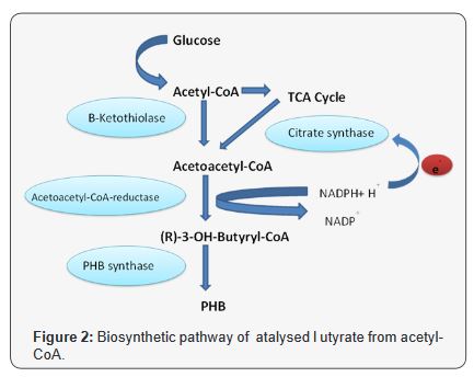 Click here to view Large Figure 2