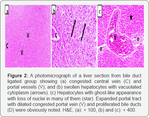 Click here to view Large Figure 2
