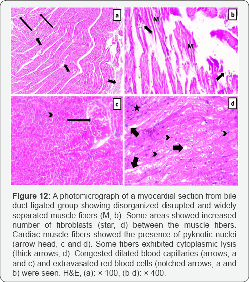 Click here to view Large Figure 12