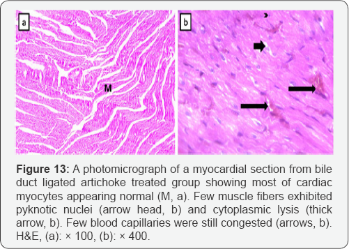Click here to view Large Figure 13
