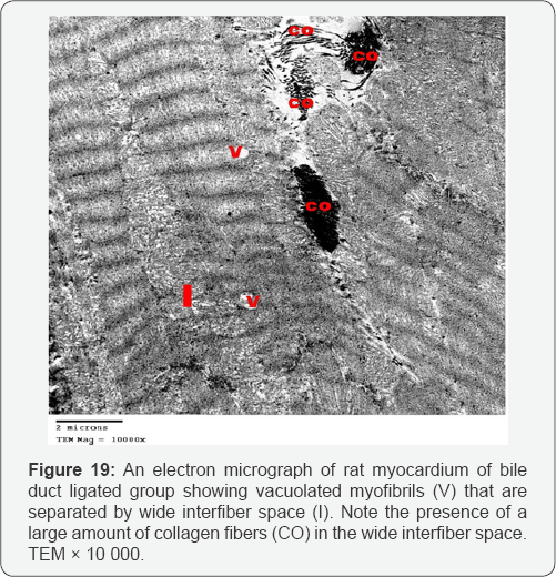 Click here to view Large Figure 19