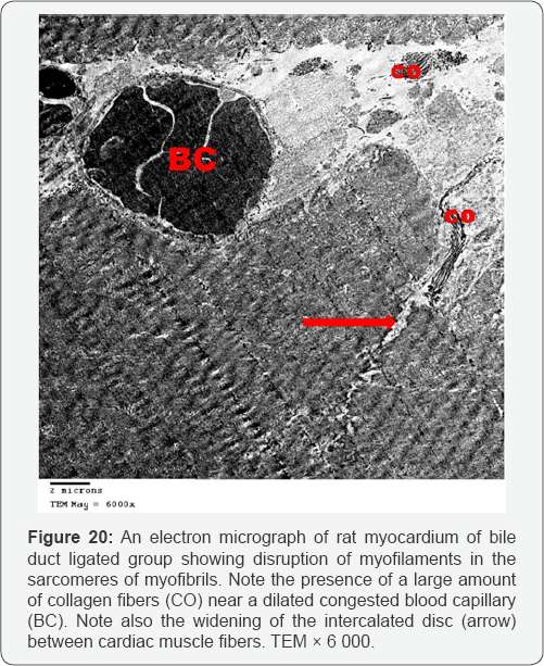 Click here to view Large Figure 20