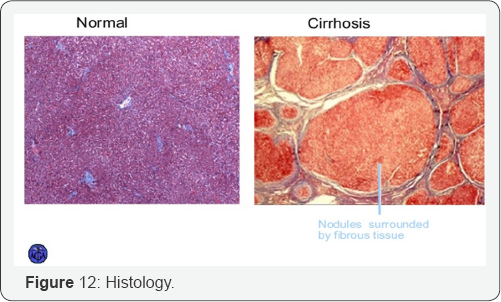 Click here to view Large Figure 12