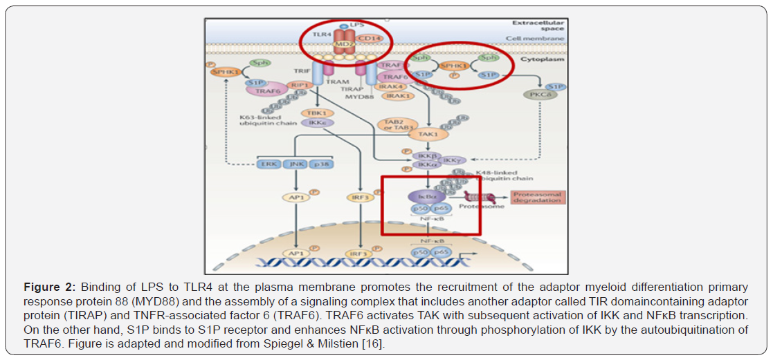 Click here to view Large Figure 2