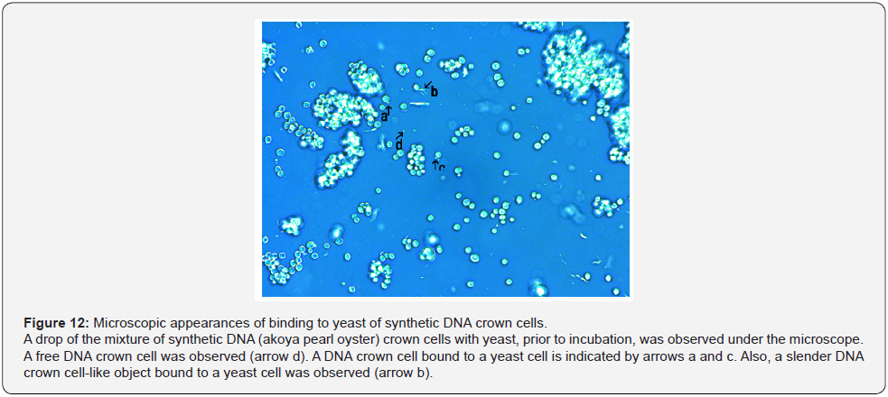 Click here to view Large Figure 12