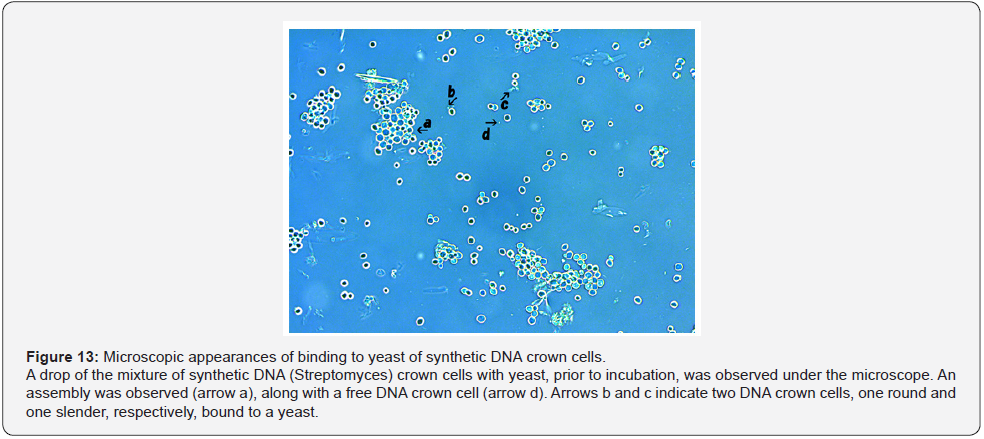 Click here to view Large Figure 13