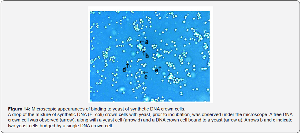Click here to view Large Figure 14