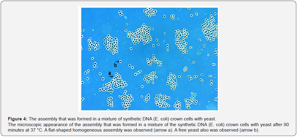 Click here to view Large Figure 4