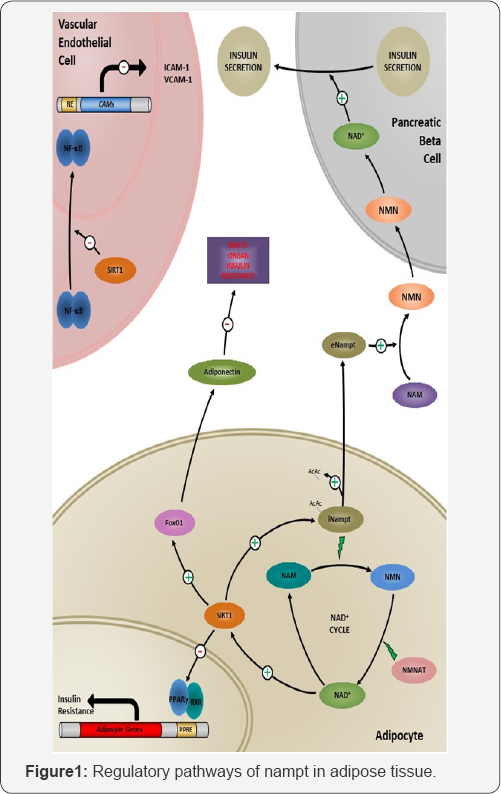 Click here to view Large Figure 1