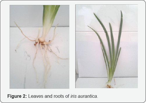 Click here to view Large Figure 2