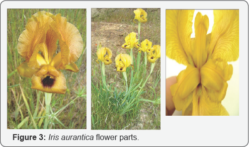 Click here to view Large Figure 3