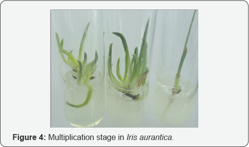 Click here to view Large Figure 4