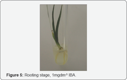 Click here to view Large Figure 5