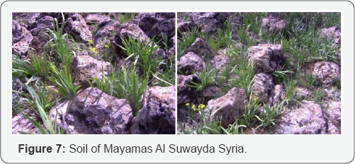 Click here to view Large Figure 7