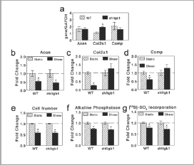 Click here to view Large Figure 5