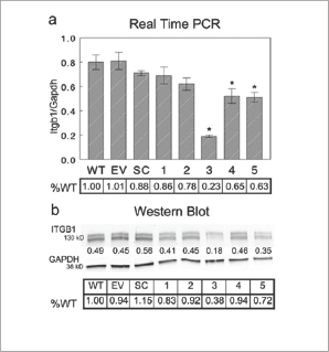 Click here to view Large Figure S3