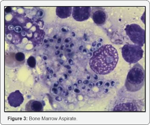 Click here to view Large Figure 3