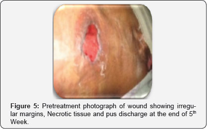 Click here to view Large Figure 5