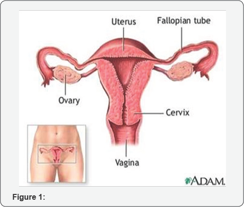 Click here to view Large Figure 1