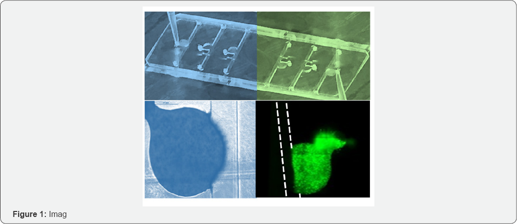 Click here to view Large Figure 1