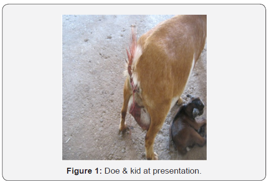 Click here to view Large Figure 1