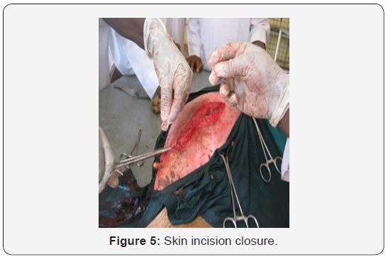 Click here to view Large Figure 5