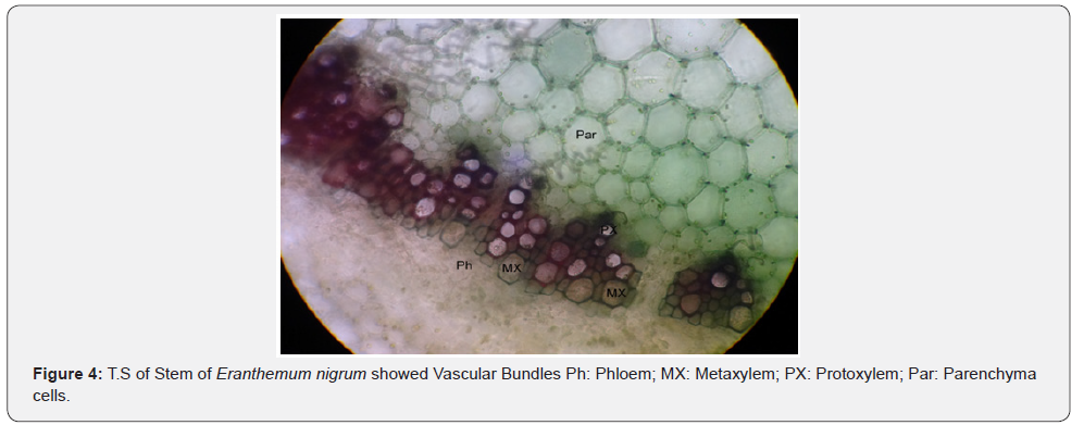 Click here to view Large Figure 4
