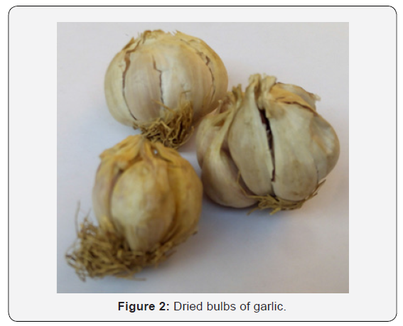 Click here to view Large Figure 2