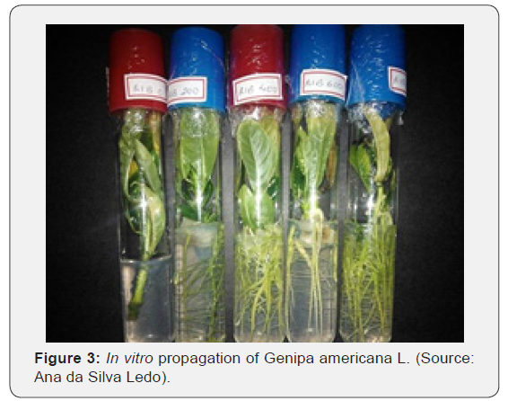 Click here to view Large Figure 3